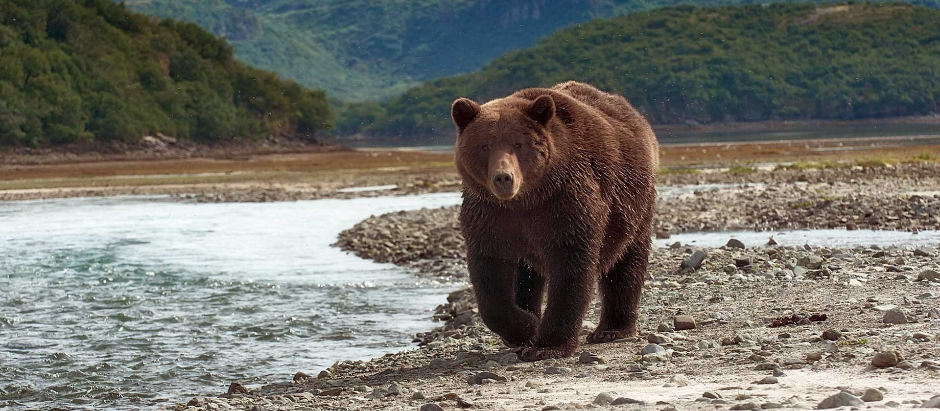 Brown Bear - Alaska Adventure Safaris